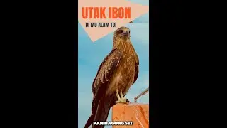 MGA TAO BA AY UTAK IBON? | BE LIKE AN EAGLE THIS 2024