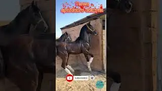 ЭКСКЛЮЗИВ 23. Танец арабского скакуна 