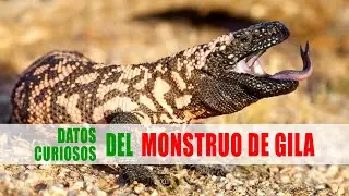 El monstruo de Gila (Heloderma suspectum) | Datos curiosos de animales