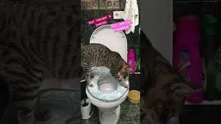 Кот Тишуля писает в унитаз, кот на унитазе, прикол