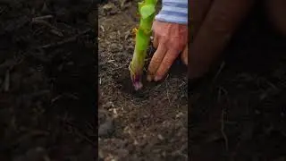 Know when garlic is ready 