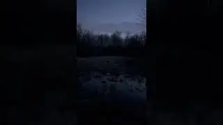 Frogs