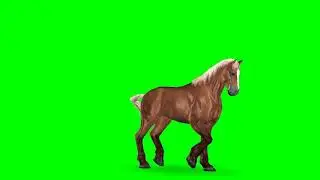 Free green screen (Horse)