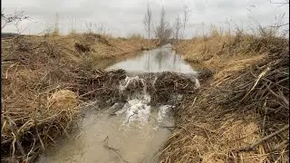 Beaver Dam Removal || HUGE WATER DROP