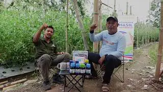 TIPS AGAR TANAMAN TOMAT BERBUAH LEBAT DAN TERBEBAS DARI OPT - NGOPI #4