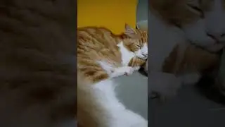 Kucing males