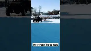 Taking the Farm Dogs for a little ride in the snow. #farming #farmdog #englishbulldog #farm #dog