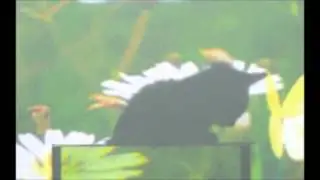 Scientists Make Cat Invisible
