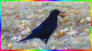 Что нашёл грач Птицы осенью Видеозарисовки🍂🐦