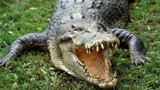 Top 10 World's Most Dangerous Animals | Top 10 Most Dangerous Animals in the World