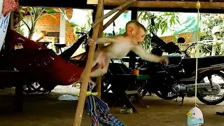 Funny Baby Monkey Has powerful And Playful, Looking So Funny