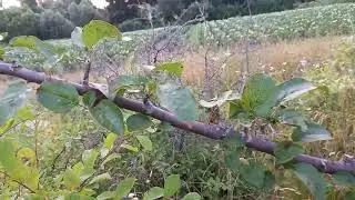 воспоминание про лето