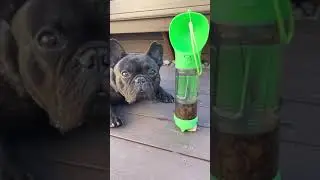 French Bulldog Reviews This AWESOME Water Bottle