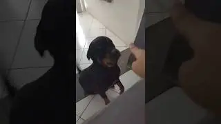 Very naughty dog🙄 #rottweiler #shihtzu