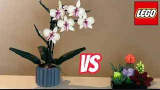 Orchids vs Succulents comparison!