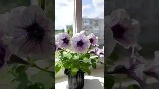 Петхоа. Beautikal Cinnabon. 