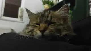 22 Saniye Uyuyan, Mırıldayan Kedi