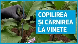 Growing and growing eggplant - Marcoser Farm