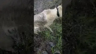 Beaver Pond Swimming With The Pups