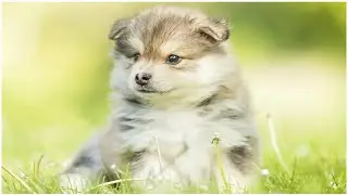 ПОДБОРКА Самых Милых Щенят в Мире / The Cutest Puppies in the world #1