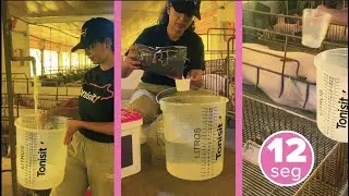 Aumente o Lucro na Suinocultura com Tonisity Px em Apenas 12 a 15 Segundos por Baia