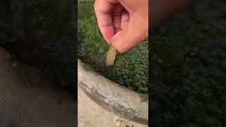 This is the strangest fish on Earth 