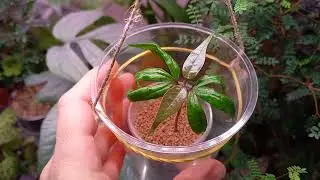 Бурсера Симаруба (Bursera Simaruba) из семян