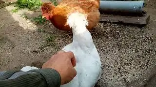 ПАВЛОВСКИЙ ПЕТУХ С ХОХЛАТЫМИ КУРОЧКАМИ!!