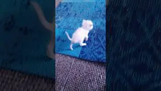 Непослушный Котёнок Убегает от Мамы Кошки 😂🥰 