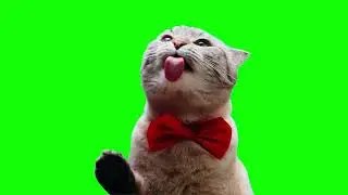 Cute Licking Cat Memes | Green Screen HD
