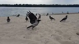 Прикольные пляжные вороны