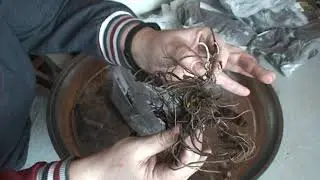 Саженцы из Подворья часть 2