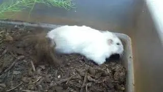 Dwarf Hamster is a maniac digger