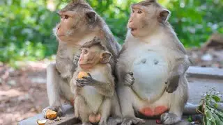People give fruits to Monkey❤️🐵.