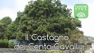 Etna - Il Castagno dei Cento Cavalli