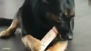 herder speelt met dildo