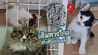 เดินทางมาแต่ไกล | ดีใจที่ได้ช่วยชีวิตพวกเค้า#ปังปอนลูกแม่เกียง #แม่เกียงเลี้ยงแมวจร