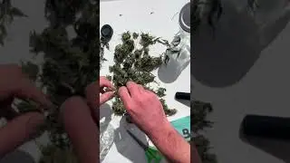 How to Trim Cannabis for Quality Buds 🚨 #cannabiscultivation  #TrimmingAndCuring #CannabisTutorial"