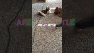 Lazy Pups and Busy Toddler 