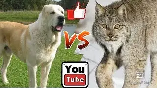 Рысь против Алабая. Lynx against Alabai. Собаки. Батл собак. Animals Battle.