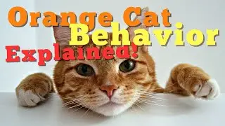 The Tale of Orange Cats: Are They Really Different?
