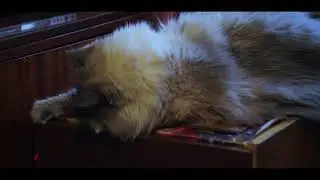 Кот и лазер