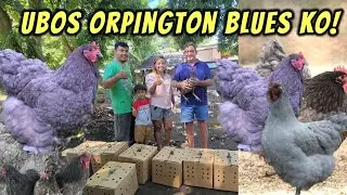 Meron bumili ng mga orphington blue; gumawa ng flypen