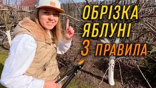 ОБРІЗКА ЯБЛУНІ – 3 ПРАВИЛА