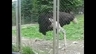 Страус облажался