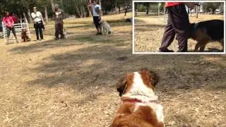 Entrenamiento canino en ciudad satélite