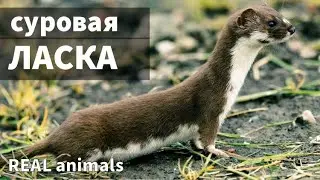 WEASEL puts rodent in beaver dam / REAL animals