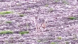 Springtime Coyote Killin - Double Down! Loud bullet "thwaps"