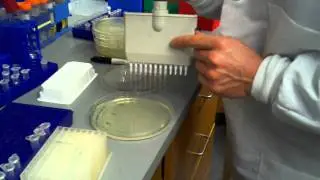 electroporation   plating a library with beads and titering a library using a serial dilution