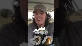🐅🦡 RODEADO de ANIMALES SALVAJES 🦭🦏 Safari Fotográfico por el Mundo 🌍 Parte 5 #shorts
